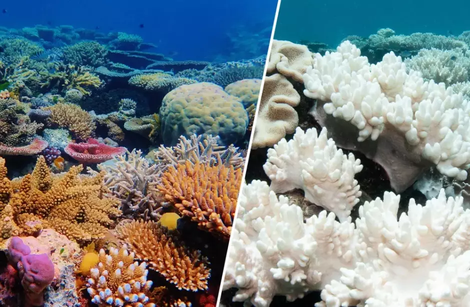 coral stress response coral stress response