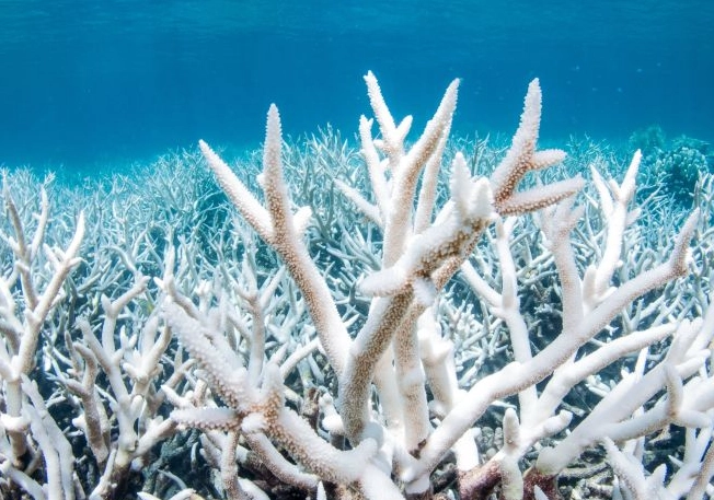 coral reef stressors coral reef stressors