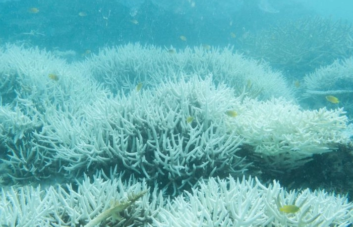 coral reef ecosystem