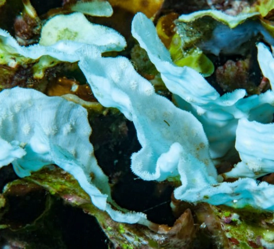 zooxanthellae expulsion zooxanthellae expulsion