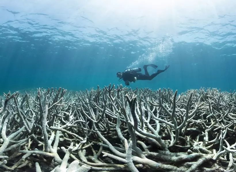 ocean warming coral ocean warming coral