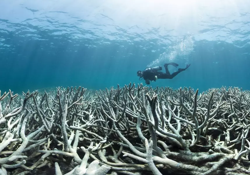 coral bleaching causes coral bleaching causes