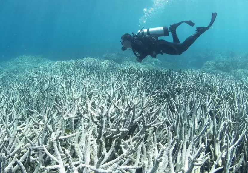 coral bleaching effects coral bleaching effects