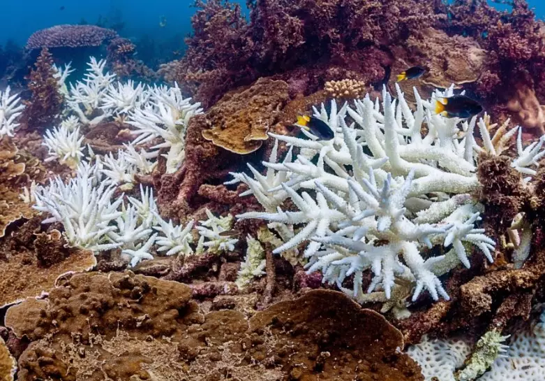 nutrient pollution coral nutrient pollution coral