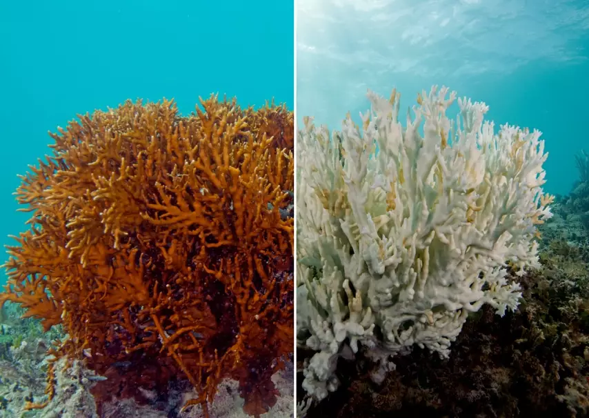 coral bleaching coral bleaching