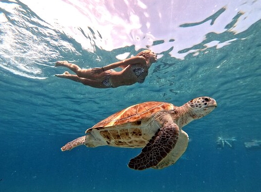 swim with turtles Caribbean swim with turtles Caribbean