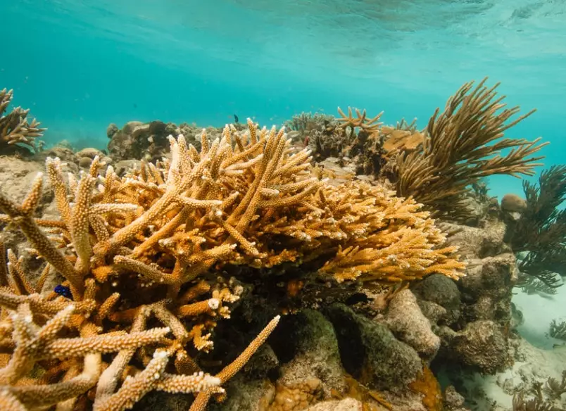 coral environmental impact