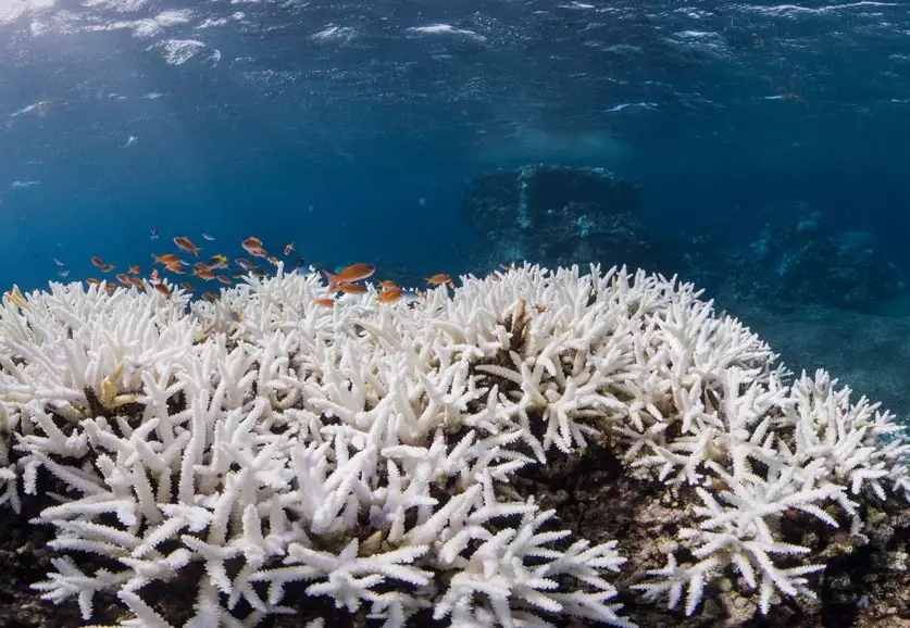 ocean warming coral ocean warming coral
