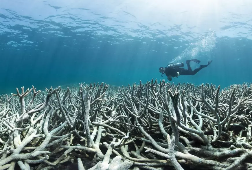 ocean biodiversity loss ocean biodiversity loss