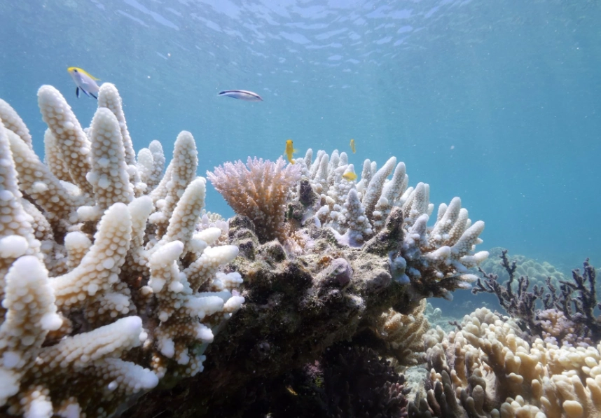 coral bleaching effects coral bleaching effects