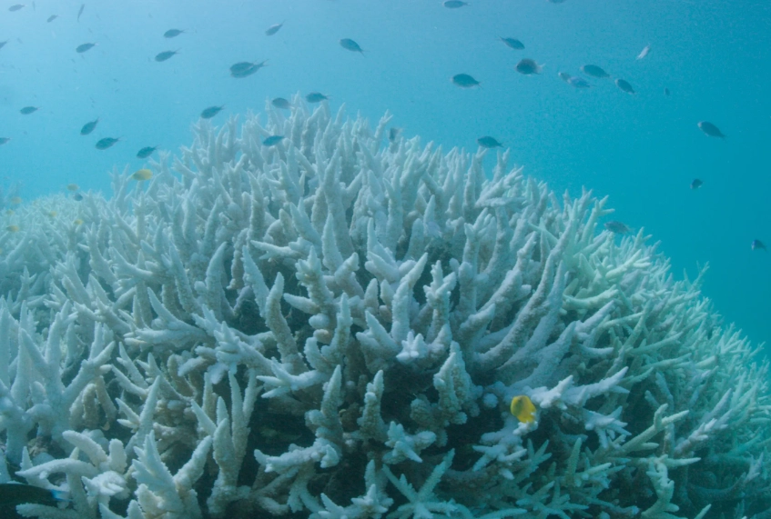 coral bleaching causes coral bleaching causes