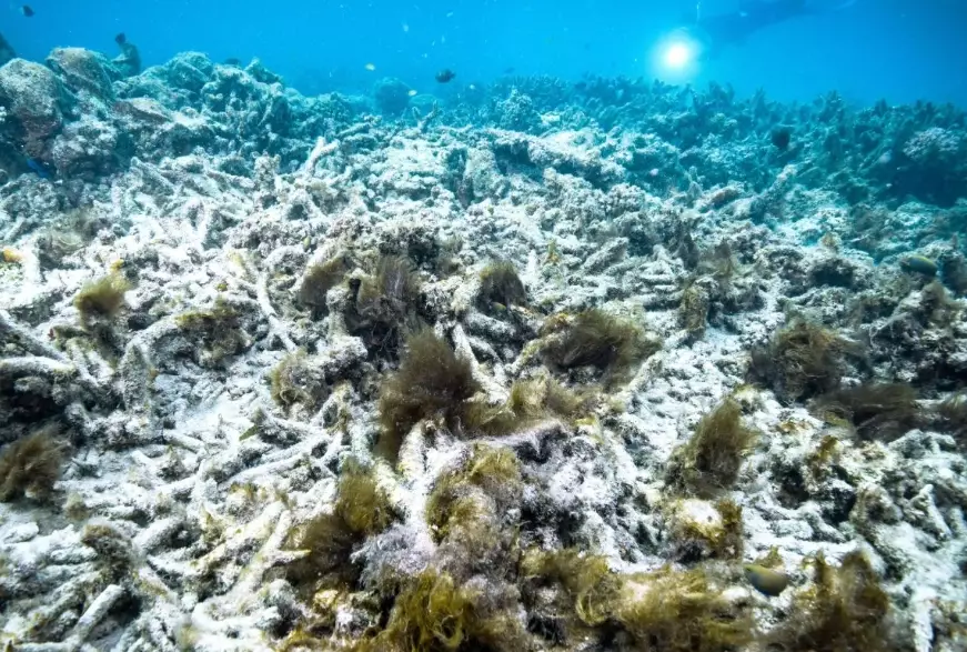 coral bleaching coral bleaching