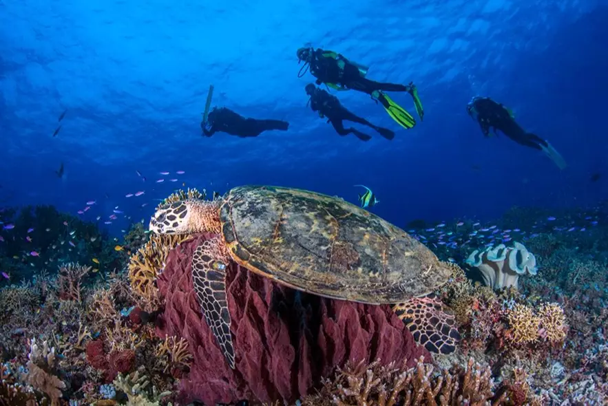 learn to dive Philippines