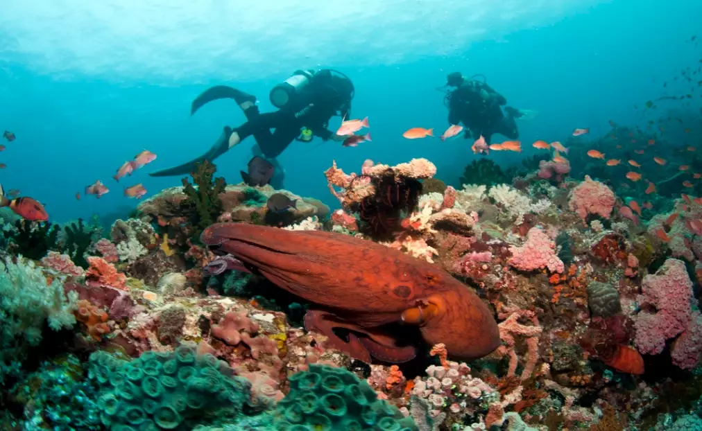 Is Scuba Diving in the Philippines Worth It? The Ultimate Guide