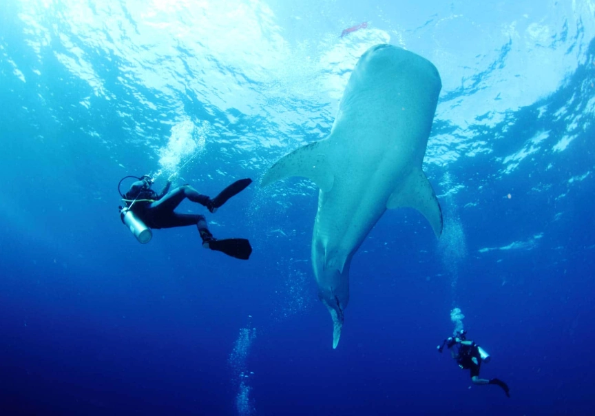 whale shark diving Philippines