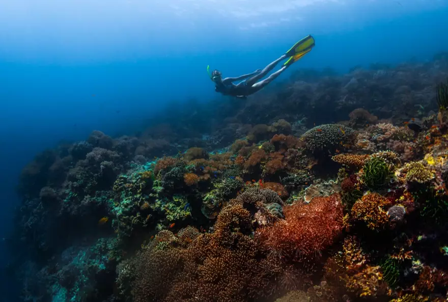 best dive sites for beginners