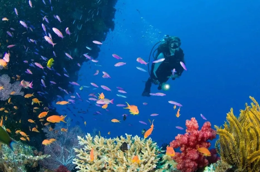 Best beginner diving Philippines