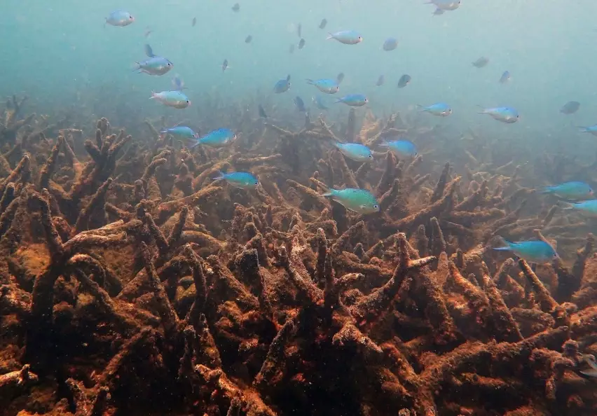 save Florida coral reefs save Florida coral reefs