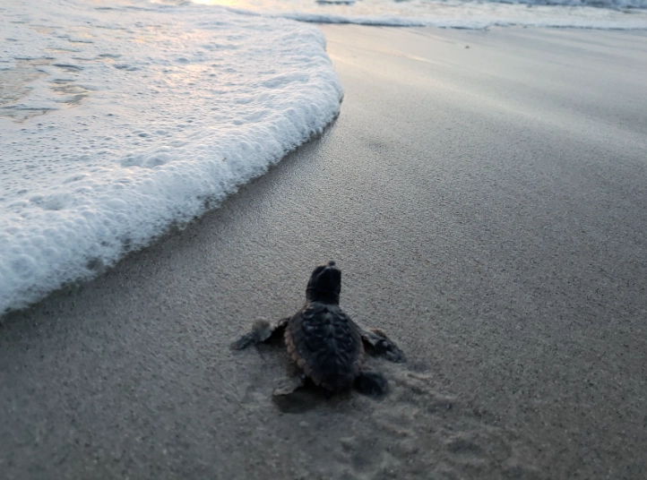 why you shouldn't touch baby sea turtles