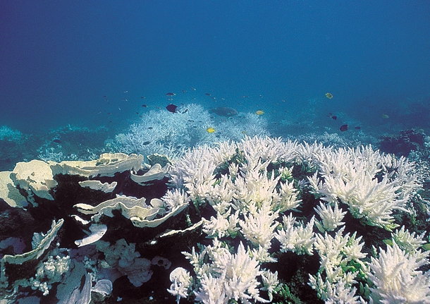 ocean biodiversity loss ocean biodiversity loss