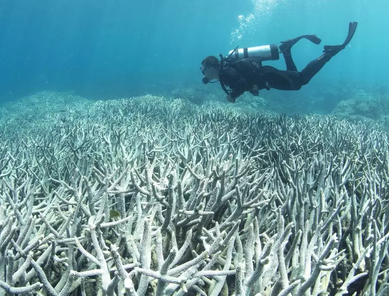 coral bleaching effects coral bleaching effects