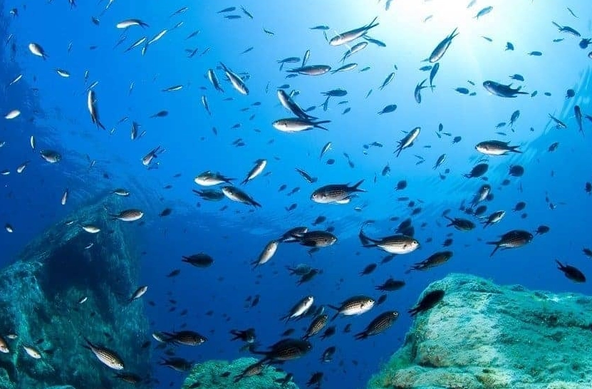 European diving spots marine life