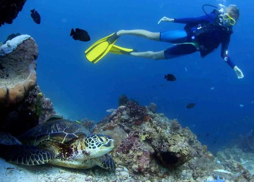grey whale diving grey whale diving