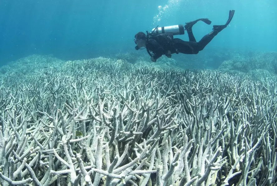 What are the disadvantages of coral bleaching?