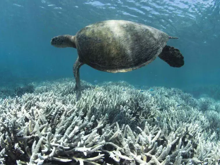 marine heatwave marine heatwave