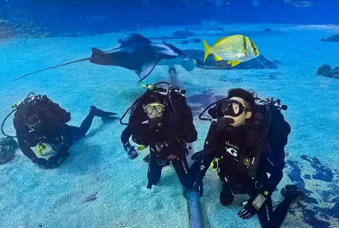 grey whale diving grey whale diving