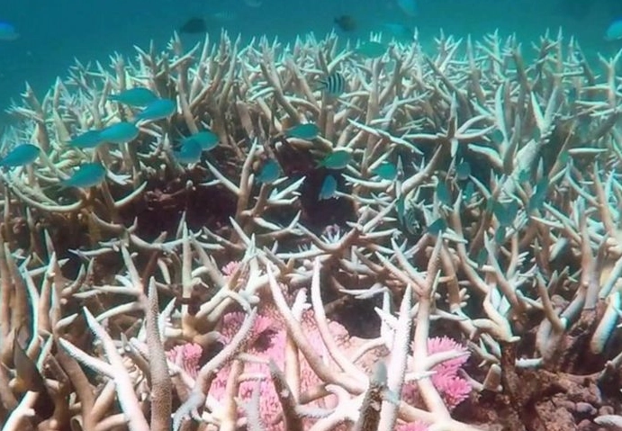 Florida Keys coral reef Florida Keys coral reef