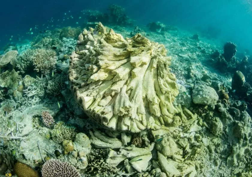 save Florida coral reefs save Florida coral reefs