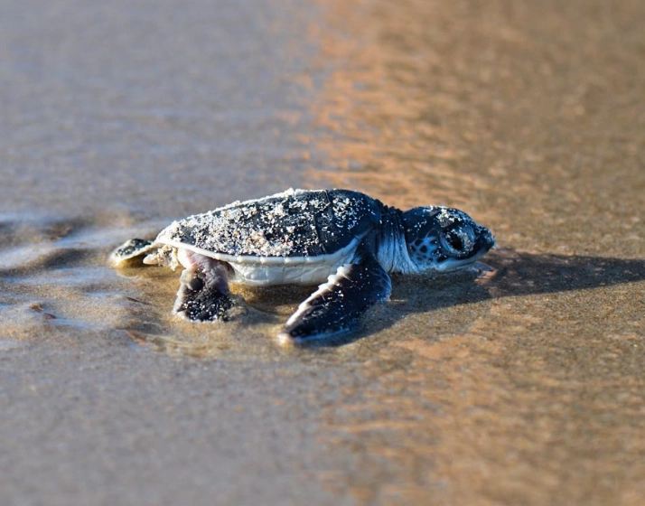 Florida sea turtle laws