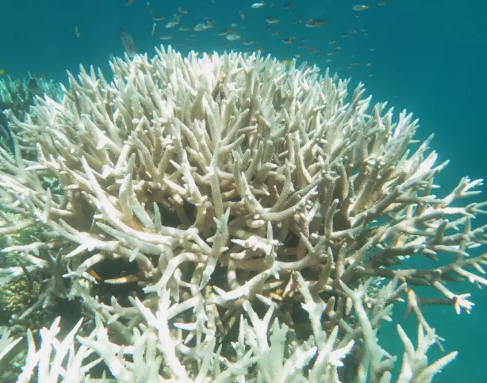 marine biodiversity loss