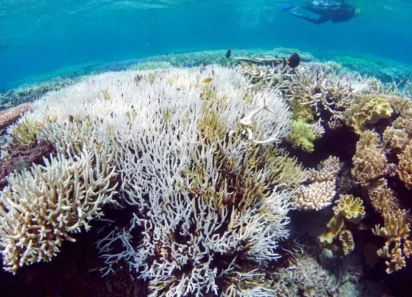 coral bleaching effects