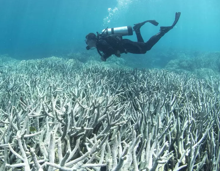 coral reef conservation coral reef conservation