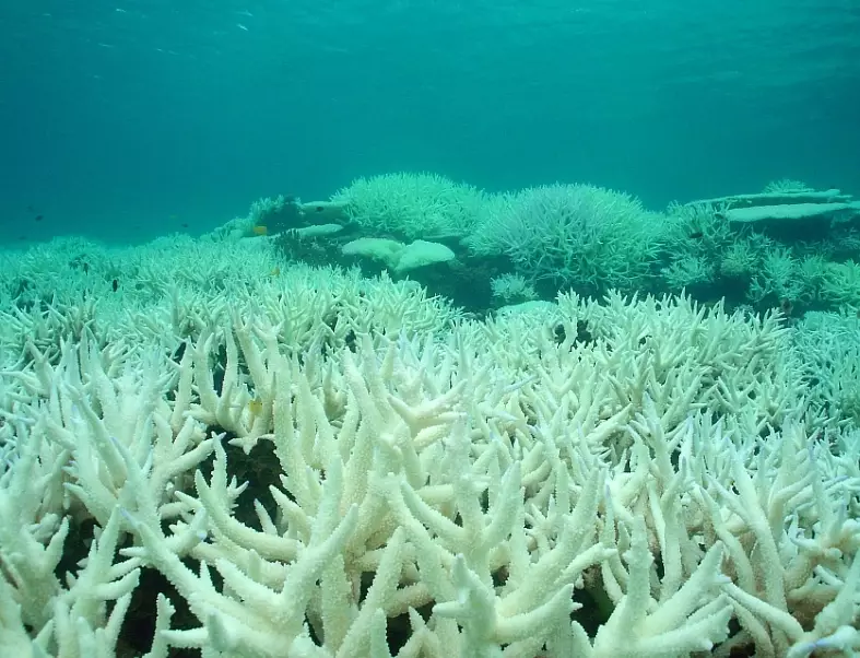 coral bleaching coral bleaching