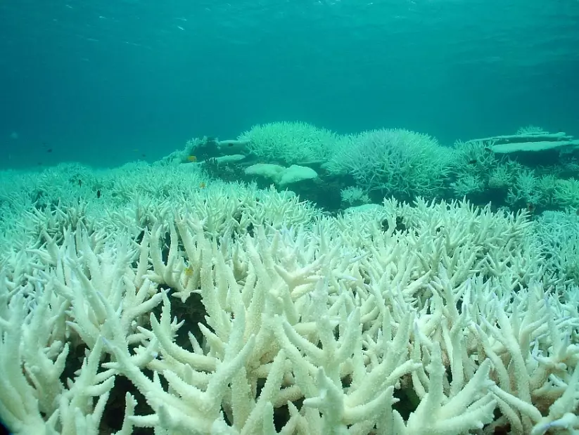 Why is coral bleaching bad in the ocean
