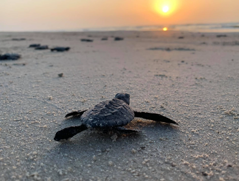 why you shouldn't touch baby sea turtles