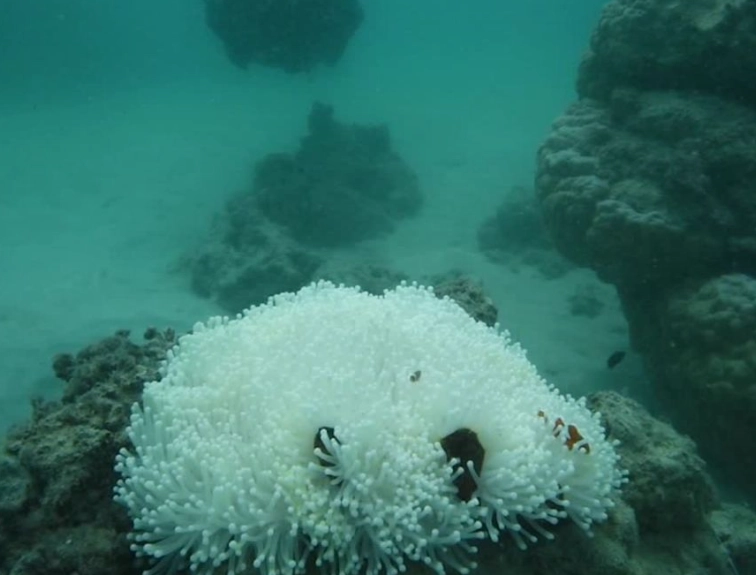 marine ecosystem collapse marine ecosystem collapse