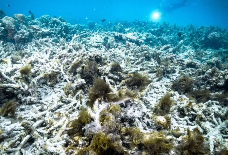 coral bleaching coral bleaching
