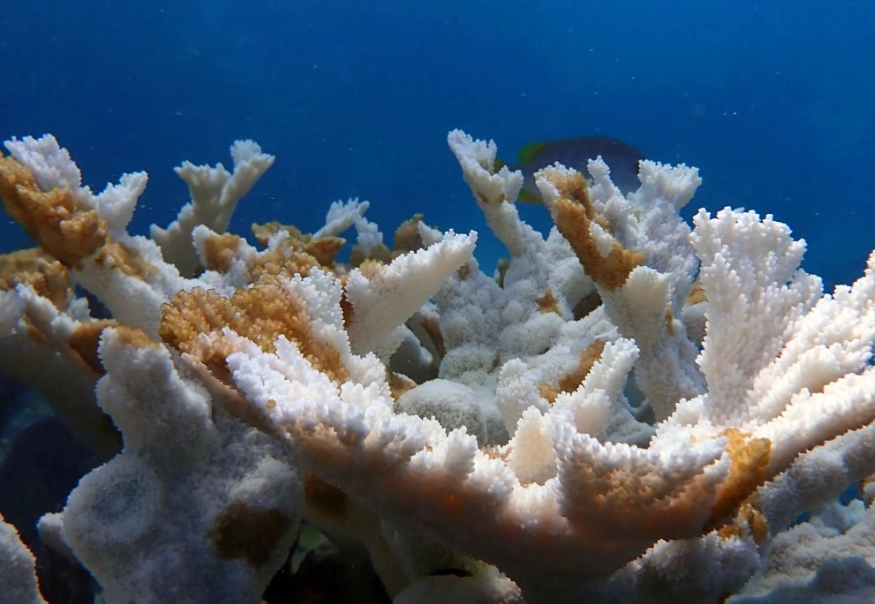 marine ecosystem collapse marine ecosystem collapse