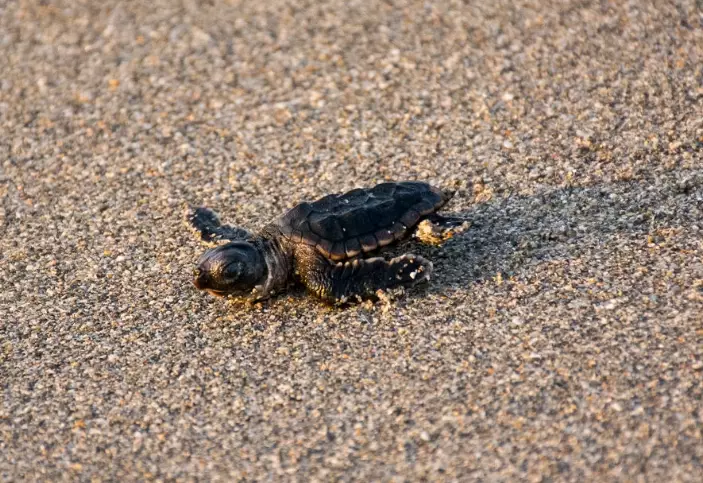 Florida sea turtle laws