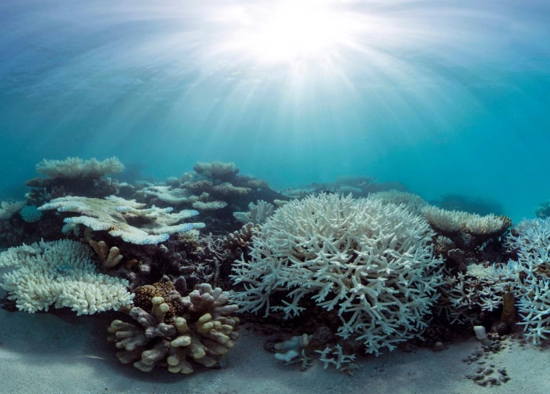 marine heatwave marine heatwave