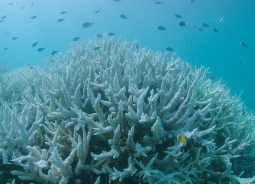 ocean biodiversity loss ocean biodiversity loss