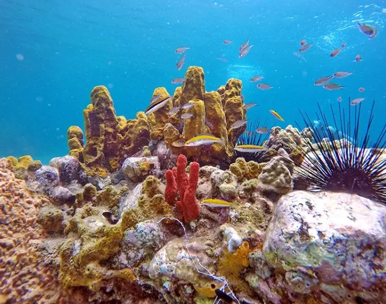 world's best dive sites world's best dive sites