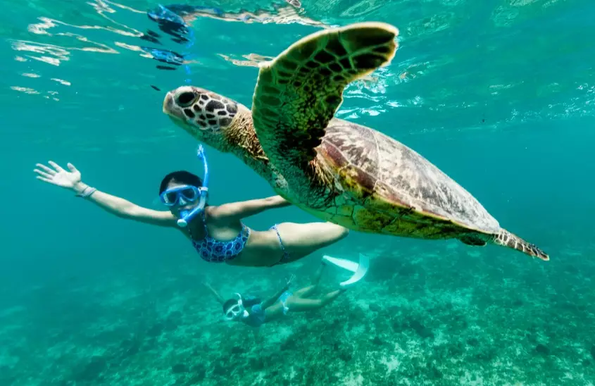 swim with turtles swim with turtles