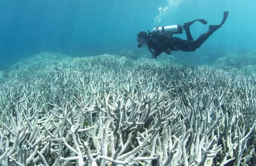 effects of coral bleaching on marine life effects of coral bleaching on marine life