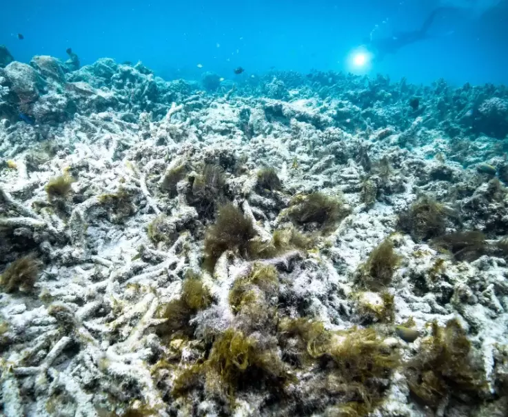 How bad is coral bleaching now?