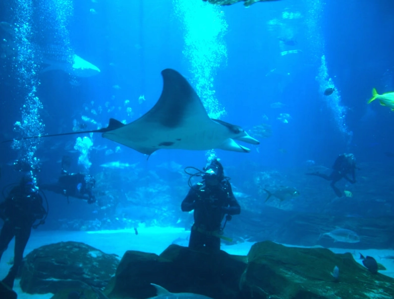 Georgia Aquarium scuba diving Georgia Aquarium scuba diving